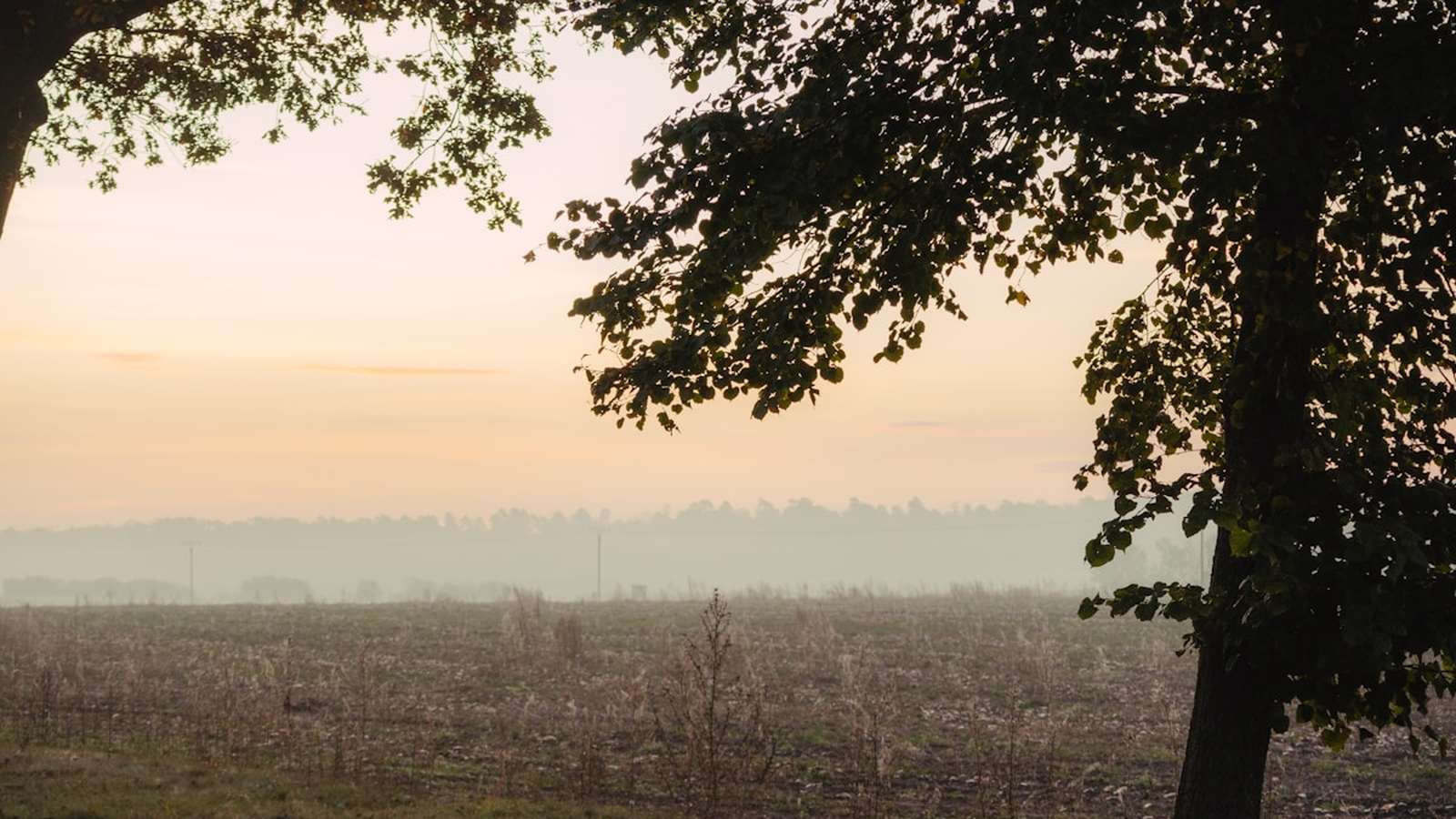 Samotne drzewo w porannej mgle nad łąką